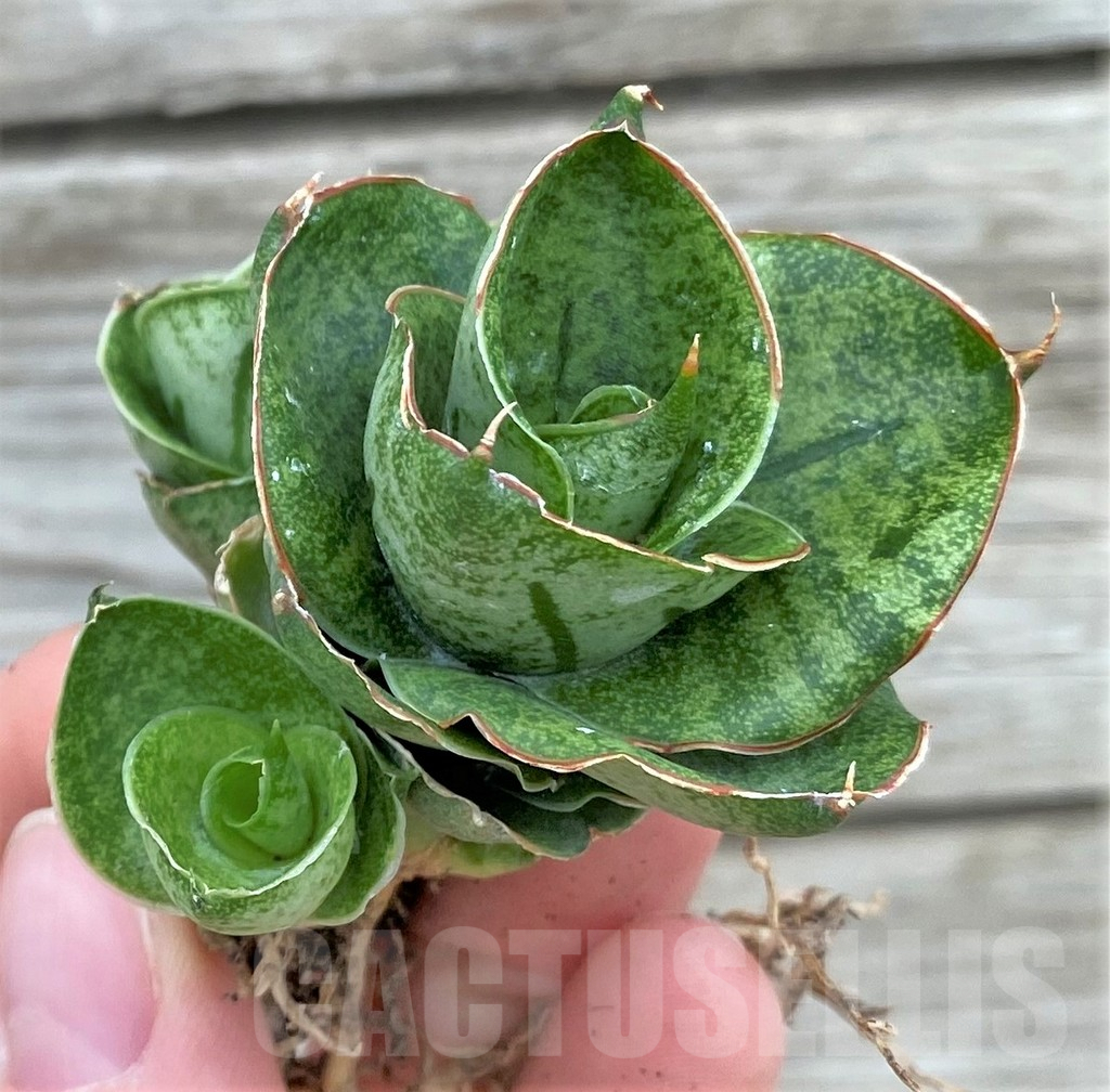 SHPR32723 Sansevieria 'Mini rose'