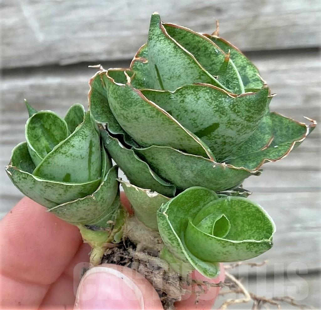 SHPR32723 Sansevieria 'Mini rose' - 画像 (3)