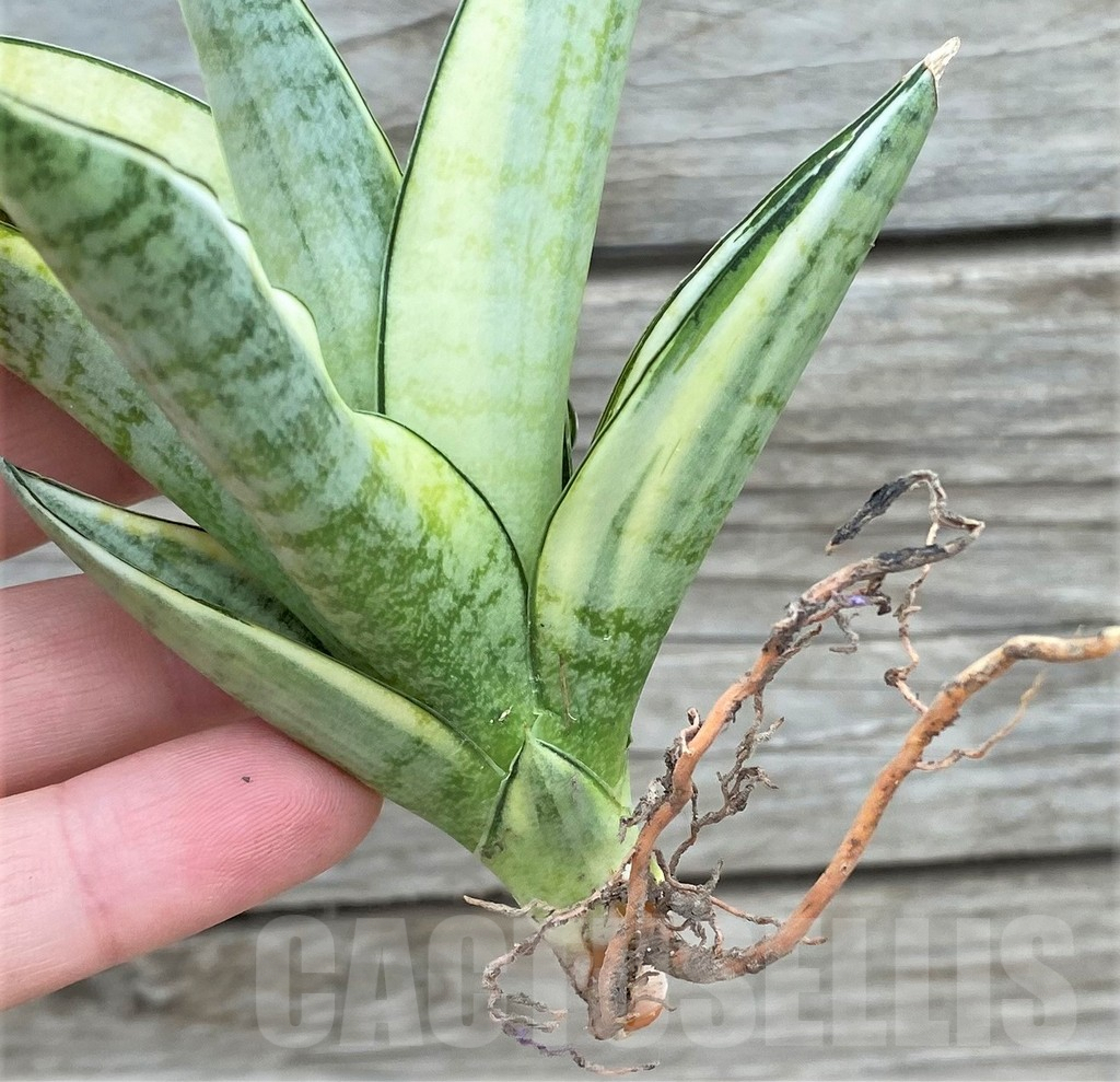 SHPR32724 Sansevieria 'Gabriella' f. variegata - 画像 (4)