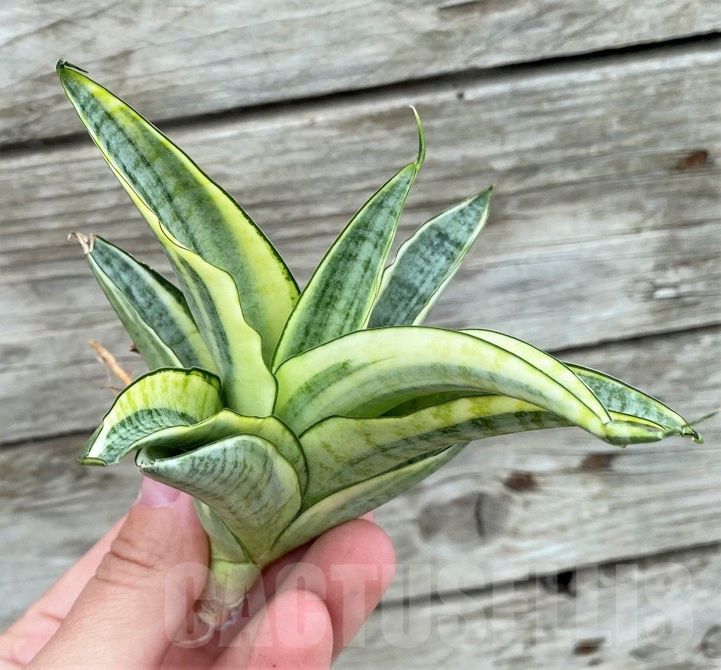 SHPR32724 Sansevieria 'Gabriella' f. variegata - 画像 (3)