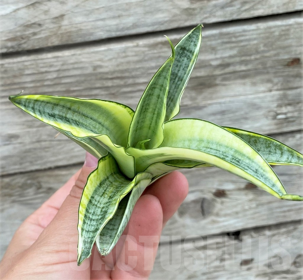 SHPR32724 Sansevieria 'Gabriella' f. variegata - 画像 (2)