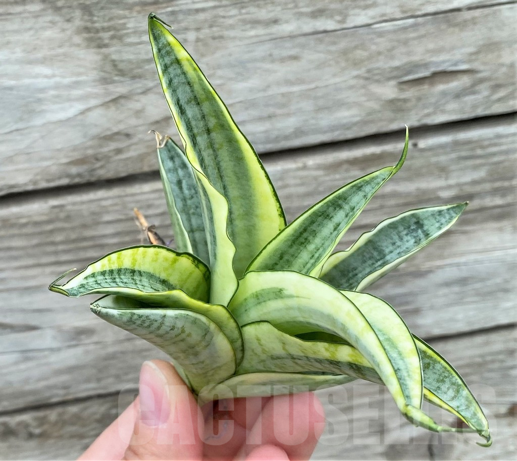 SHPR32724 Sansevieria 'Gabriella' f. variegata
