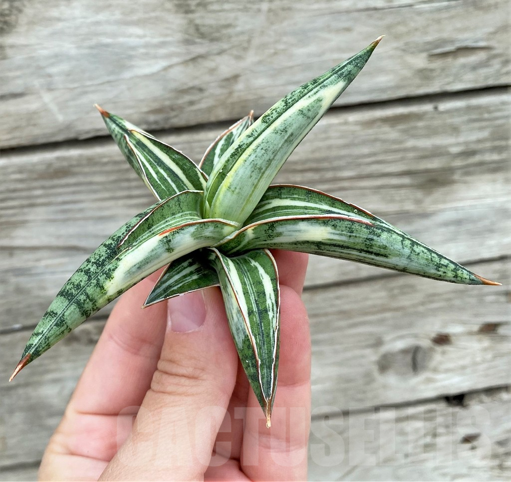 SHPR32726 Sansevieria Lav 1970 white - Image 2