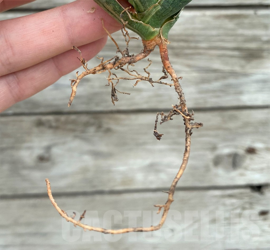 SHPR32727 Sansevieria 'Bella Black' - Image 2