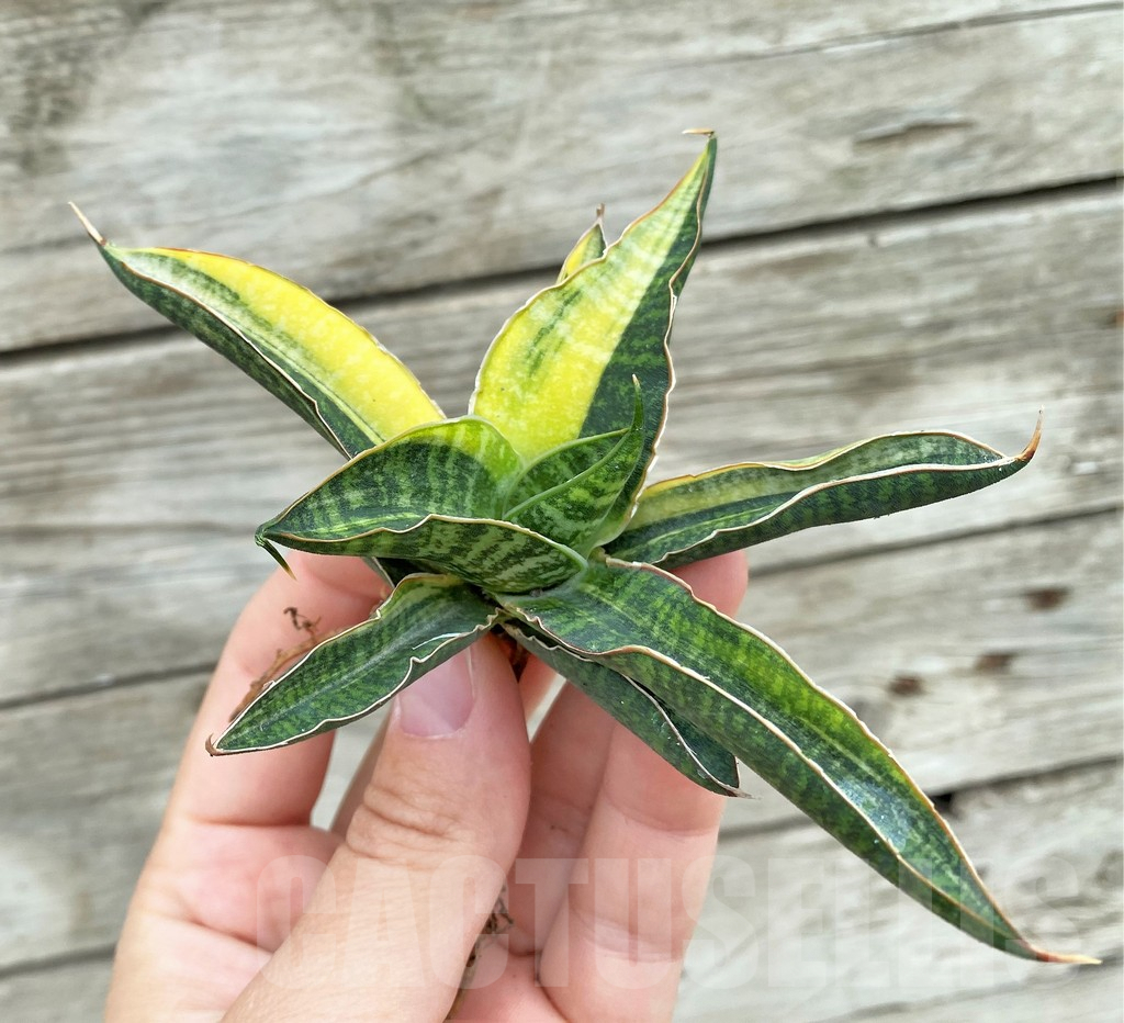 SHPR32727 Sansevieria 'Bella Black' - Image 3