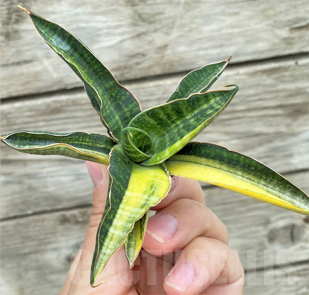 SHPR32727 Sansevieria 'Bella Black'