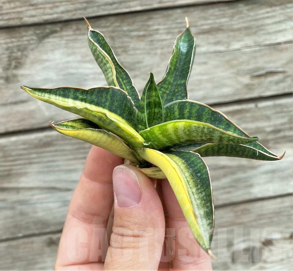 SHPR32727 Sansevieria 'Bella Black' - Image 4