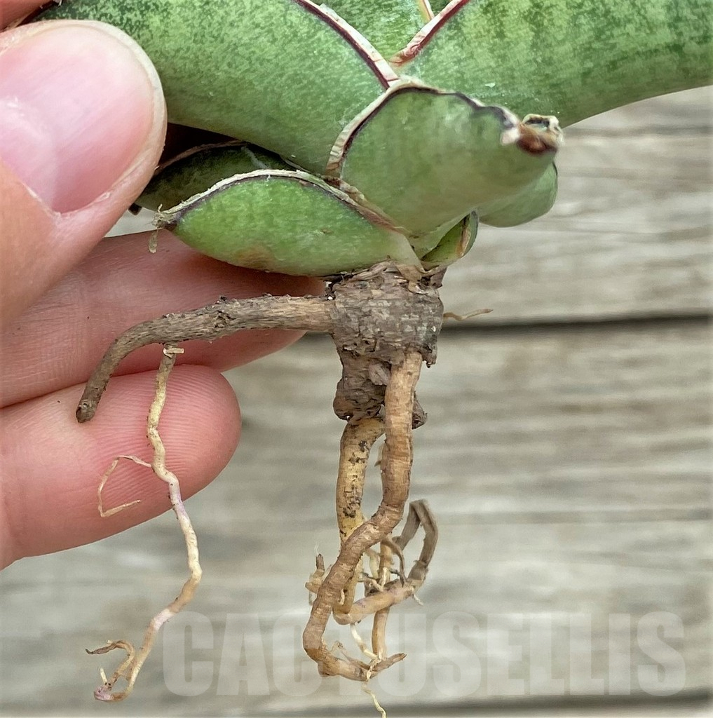 SHPR32728 Sansevieria 'Eilensis' - Image 2