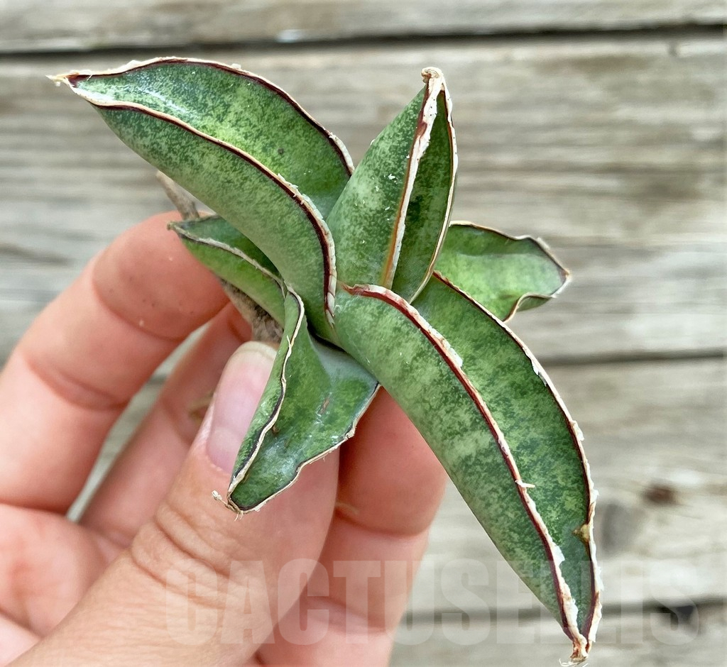 SHPR32728 Sansevieria 'Eilensis'