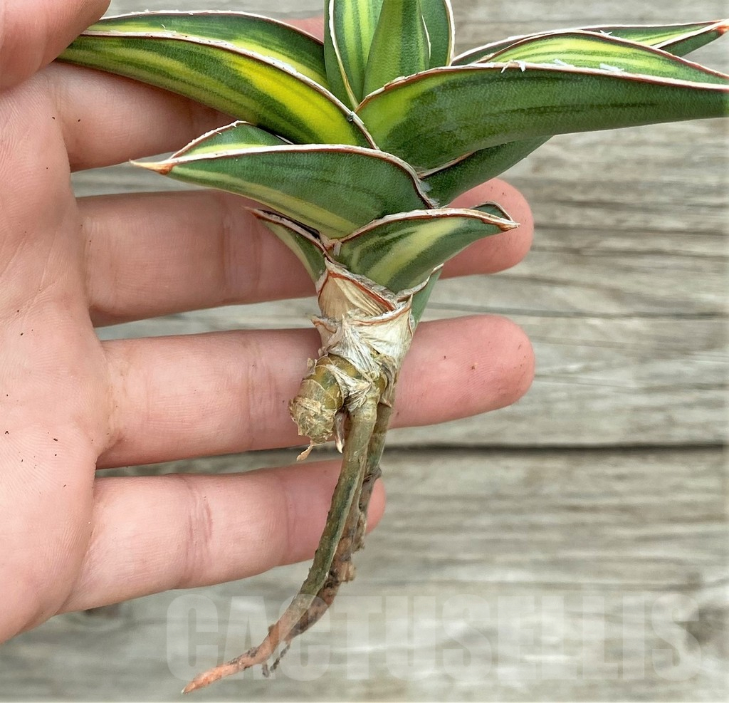 SHPR32729 Sansevieria Lav 23251 - Image 4