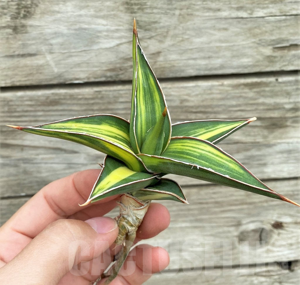 SHPR32729 Sansevieria Lav 23251 - Image 3