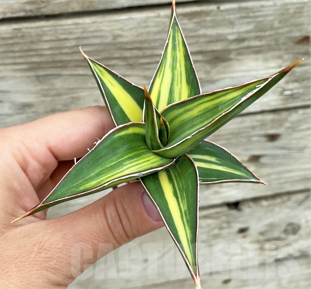 SHPR32729 Sansevieria Lav 23251