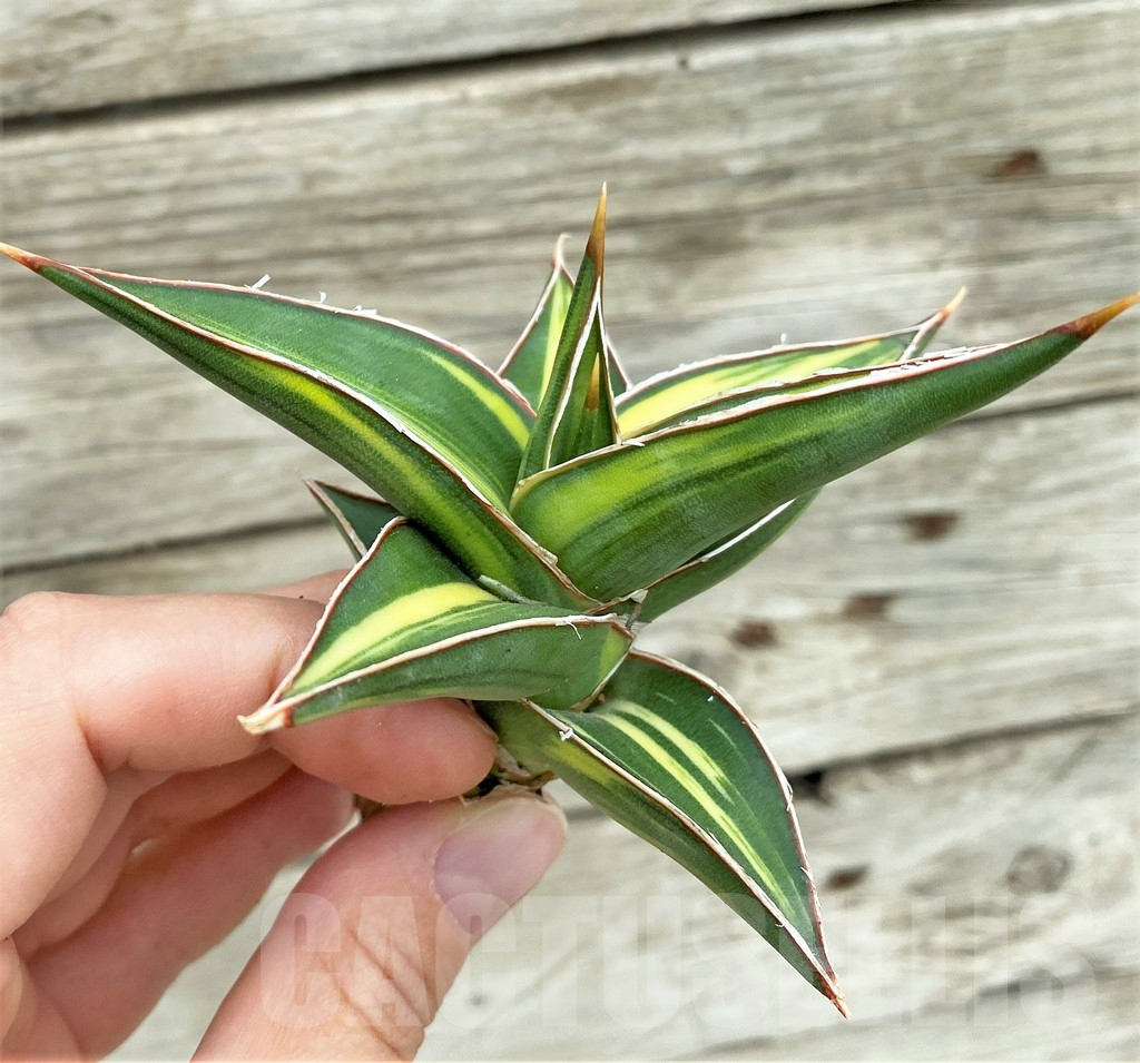 SHPR32729 Sansevieria Lav 23251 - Image 2