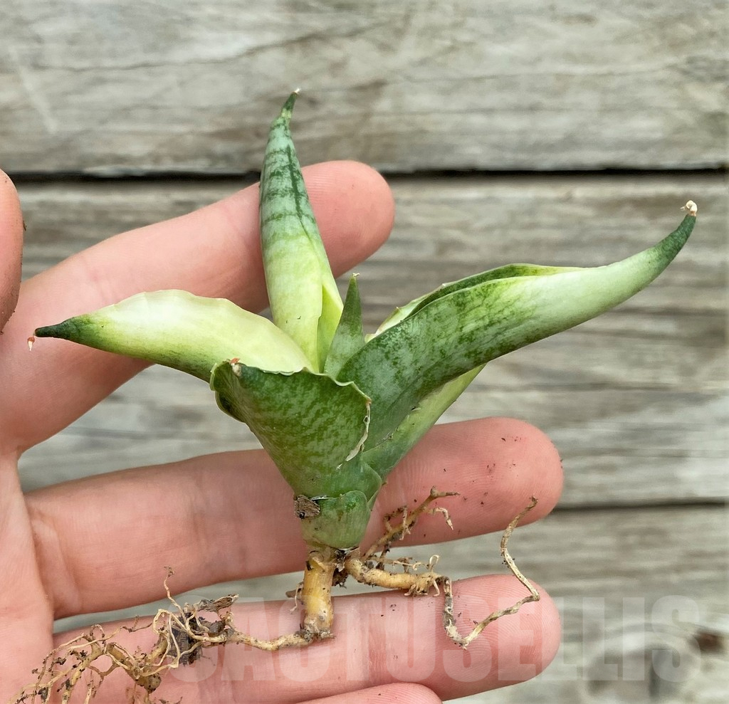 SHPR32731 Sansevieria ‘Boncel angel’ - Image 3