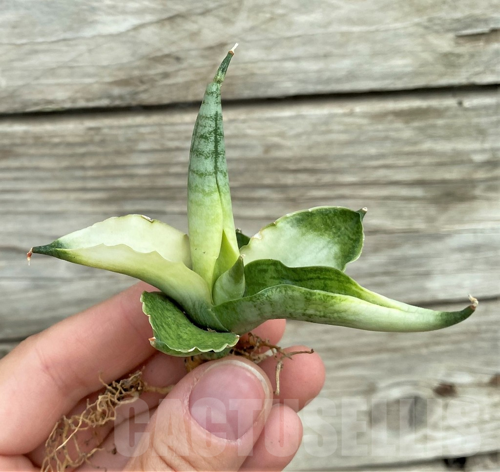 SHPR32731 Sansevieria ‘Boncel angel’