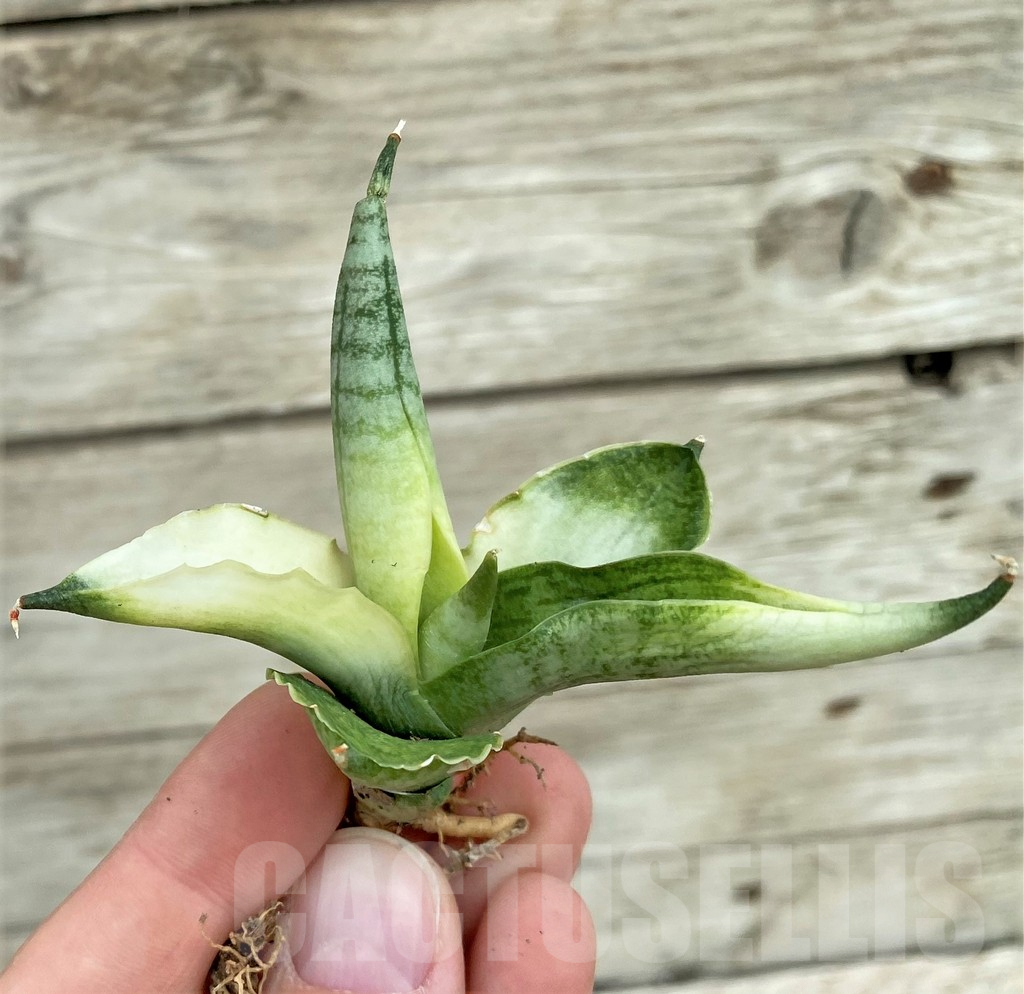 SHPR32731 Sansevieria ‘Boncel angel’ - Image 2