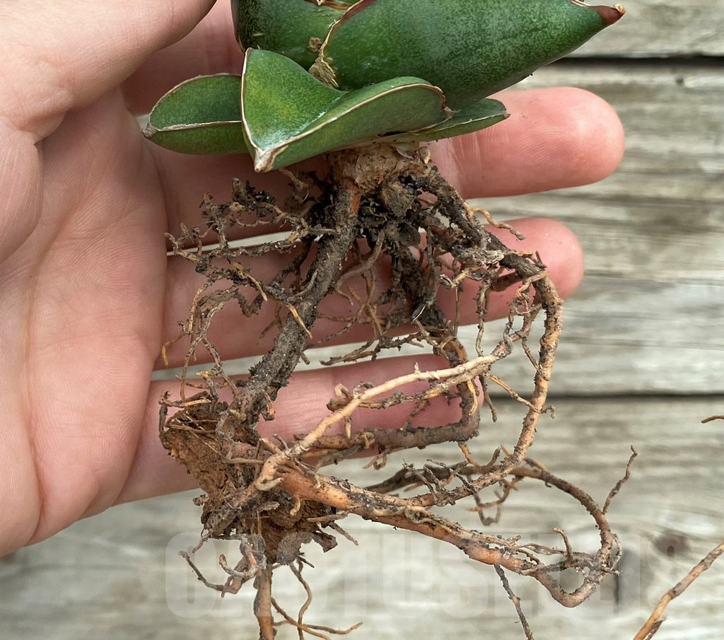 SHPR32732 Sansevieria ‘Konishiwa’ - Imagen 4