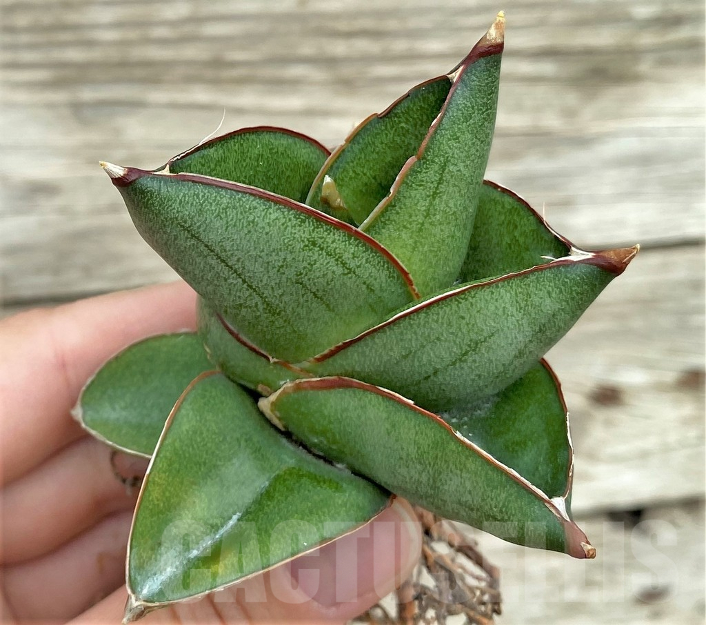 SHPR32732 Sansevieria ‘Konishiwa’ - Imagen 3