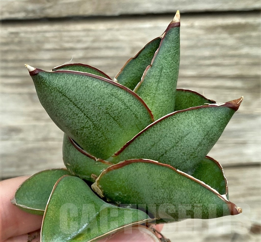 SHPR32732 Sansevieria ‘Konishiwa’
