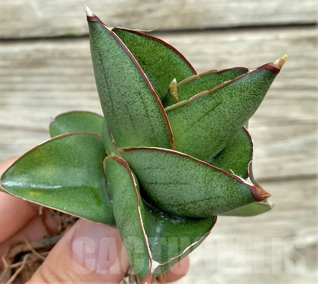 SHPR32732 Sansevieria ‘Konishiwa’ - Imagen 2