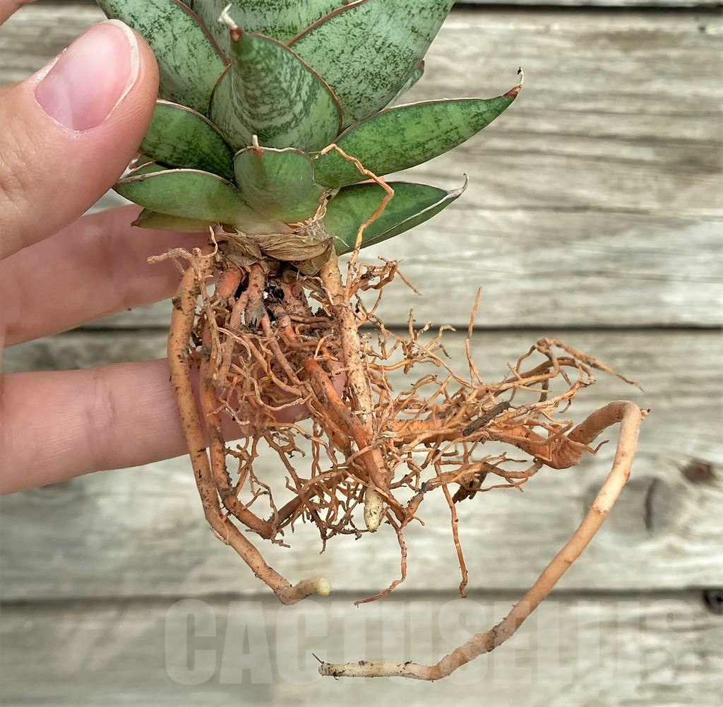 SHPR32733 Sansevieria ‘Rockman’ - Imagen 4