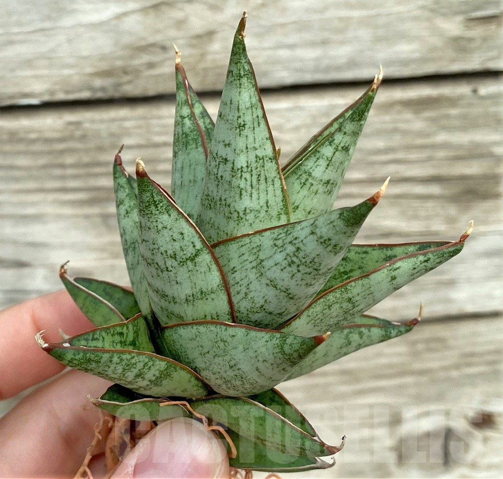 SHPR32733 Sansevieria ‘Rockman’ - Imagen 2