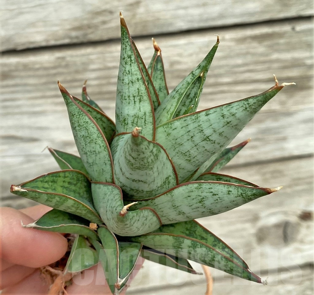 SHPR32733 Sansevieria ‘Rockman’
