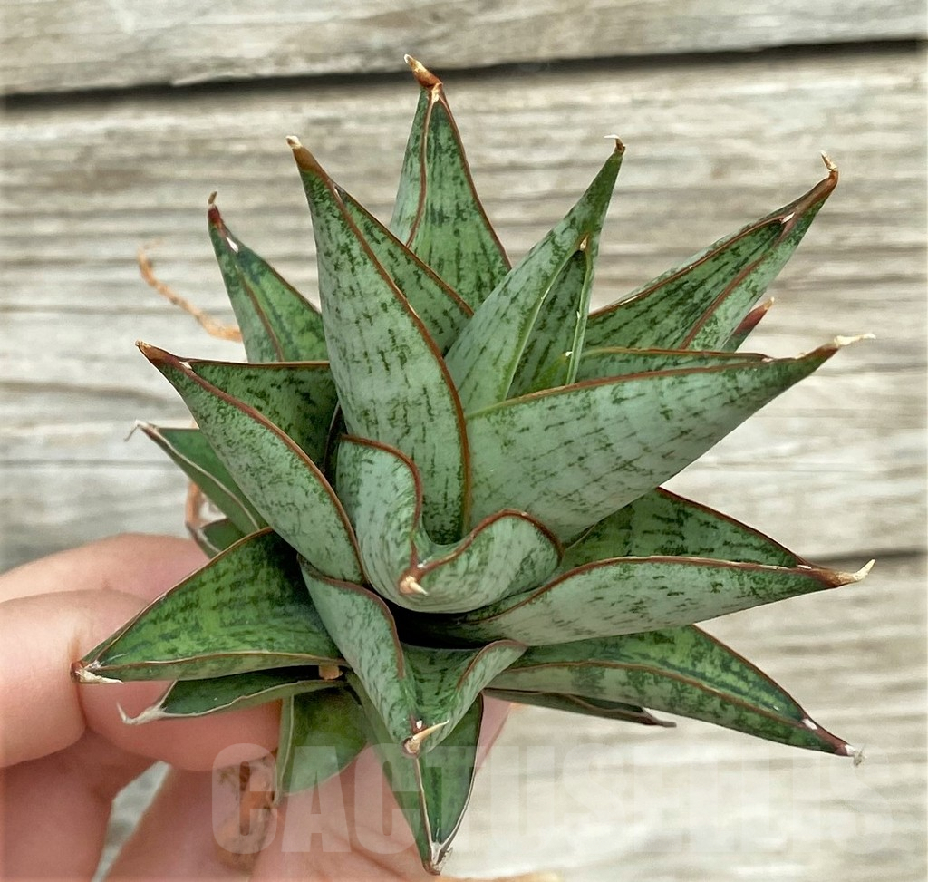 SHPR32733 Sansevieria ‘Rockman’ - Imagen 3