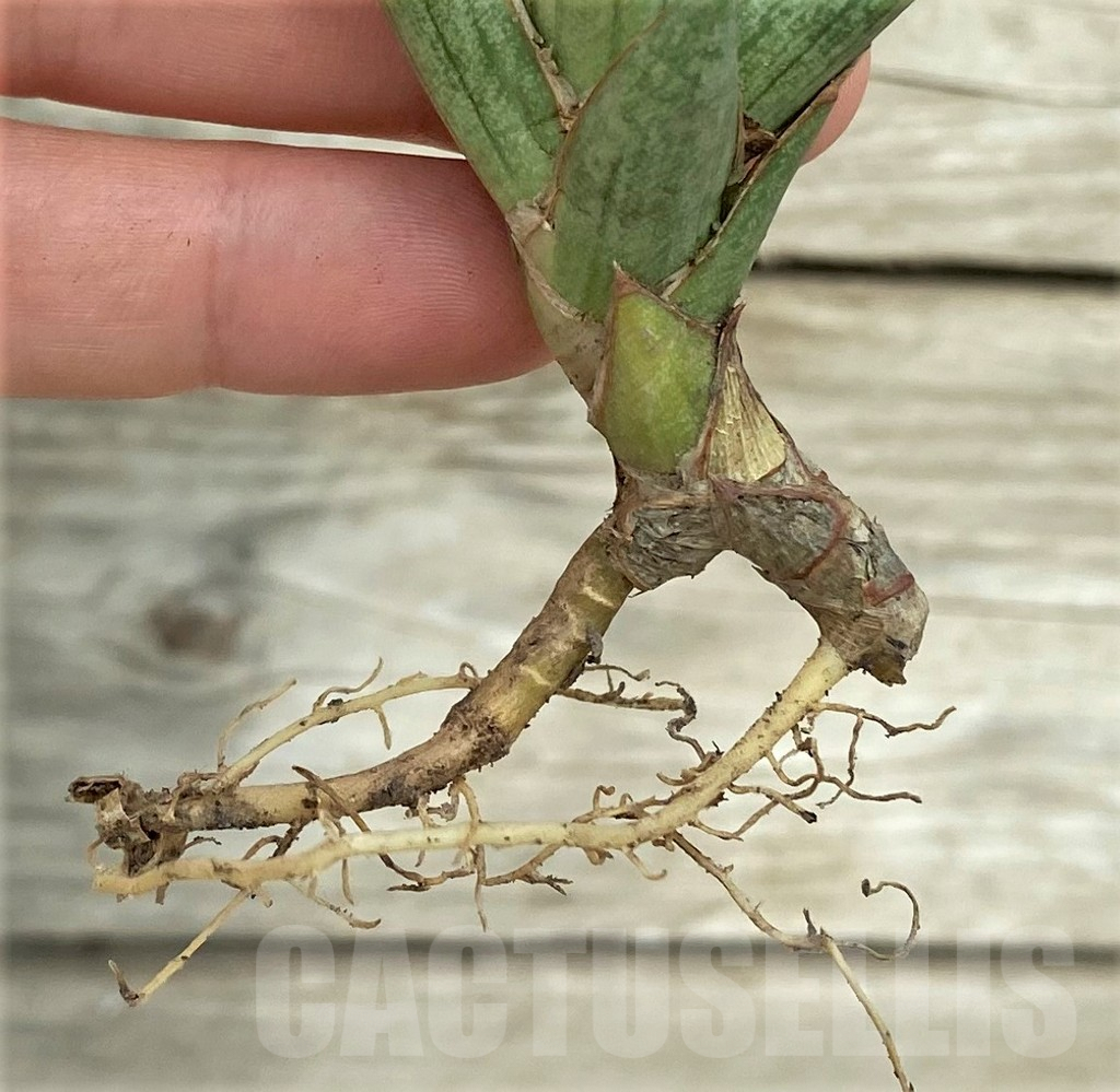 SHPR32752 Sansevieria 'Francisii' f. variegata - Image 2