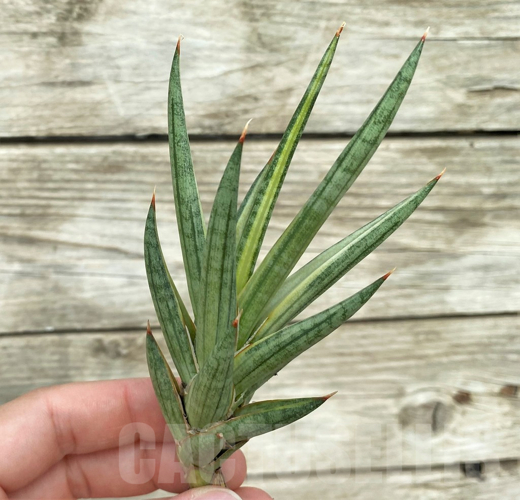 SHPR32752 Sansevieria 'Francisii' f. variegata - Image 3