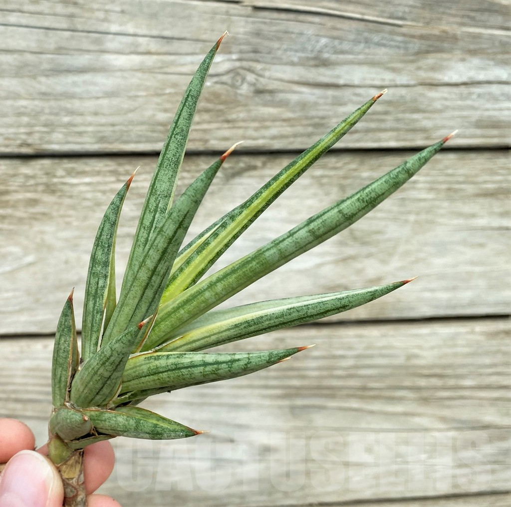 SHPR32752 Sansevieria 'Francisii' f. variegata