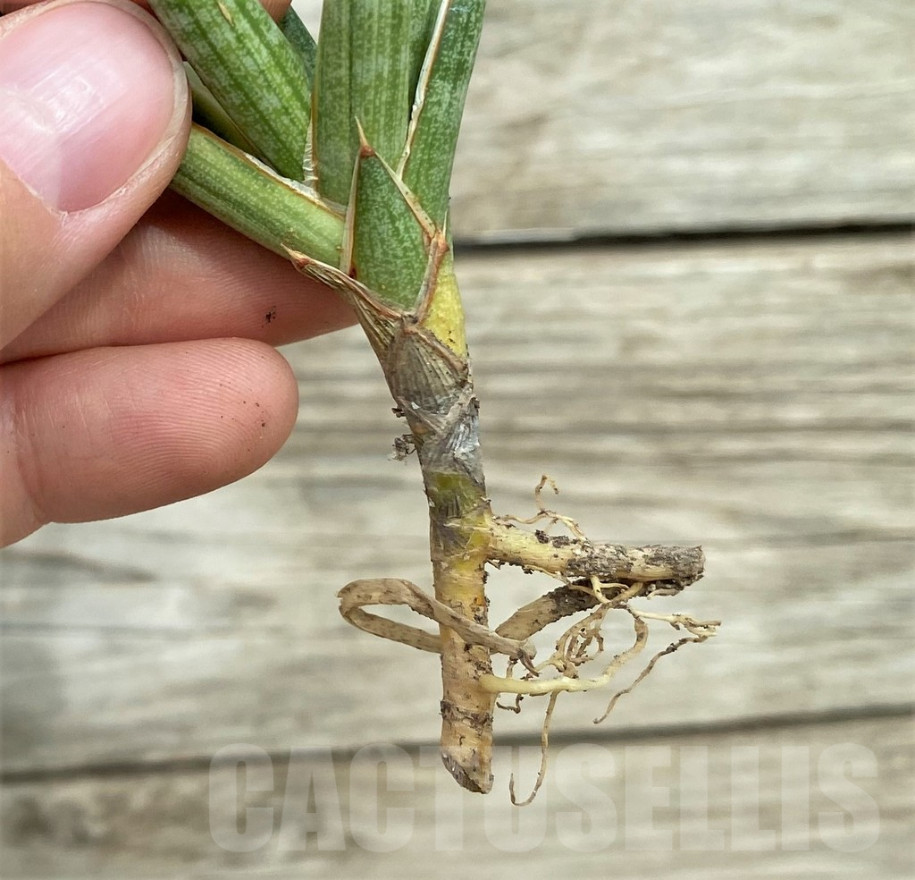 SHPR32753 Sansevieria 'Francisii' f. variegata - Зображення 4