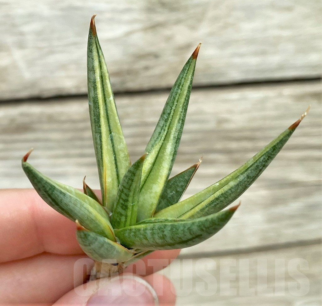 SHPR32753 Sansevieria 'Francisii' f. variegata - Зображення 3