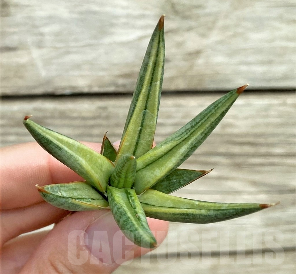 SHPR32753 Sansevieria 'Francisii' f. variegata - Зображення 2