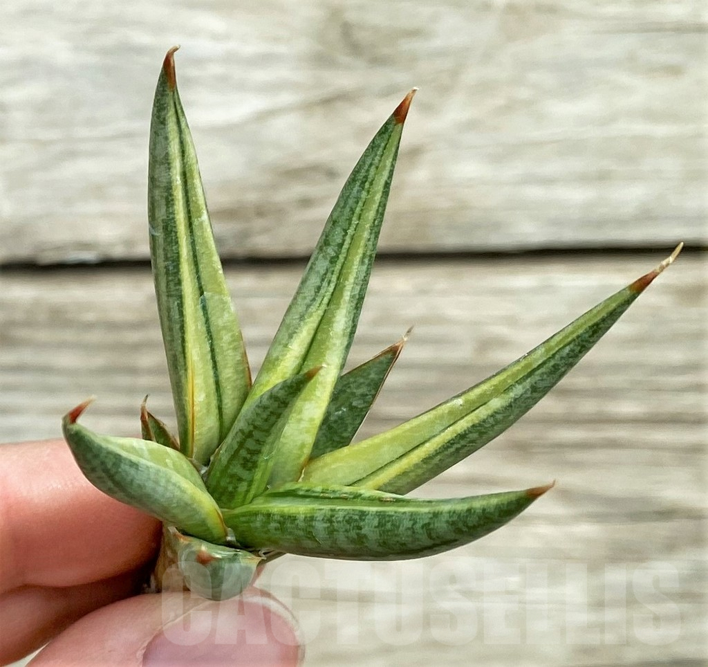 SHPR32753 Sansevieria 'Francisii' f. variegata