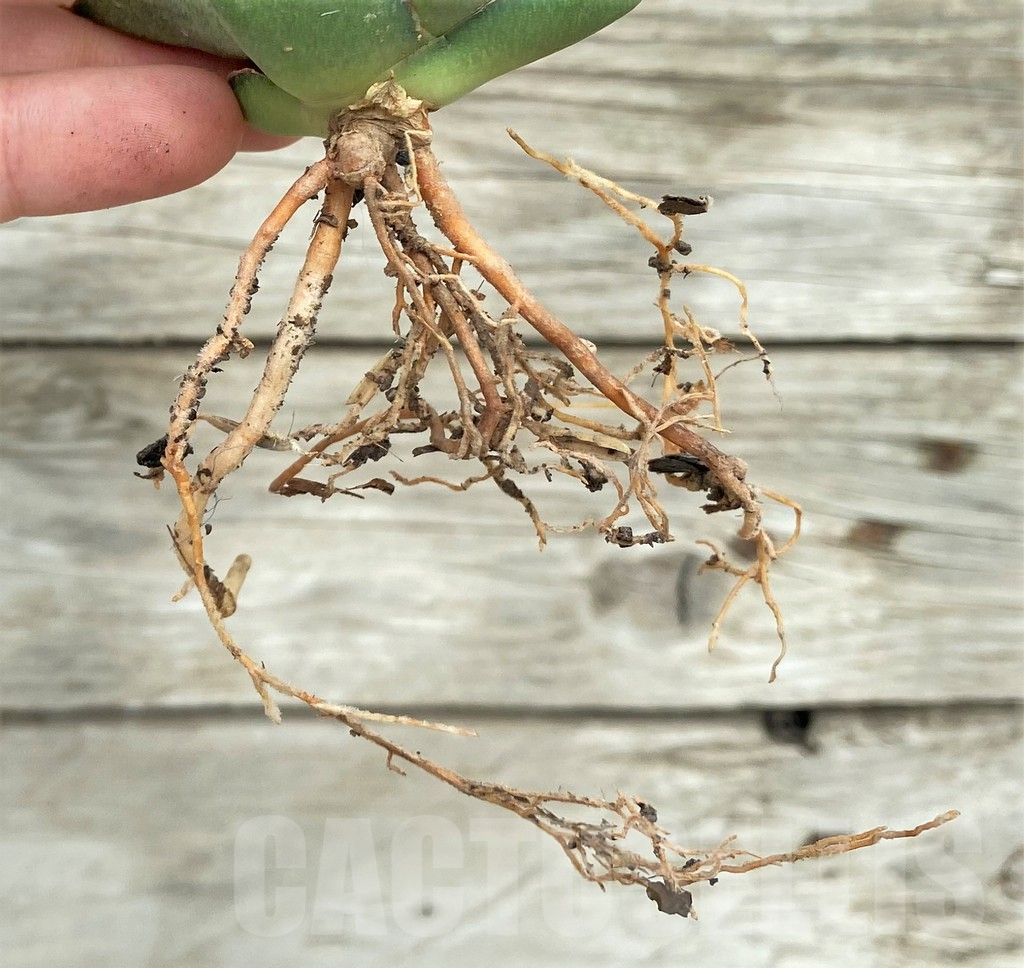 SHPR32756 Sansevieria ‘Konishiwa’ - Image 2