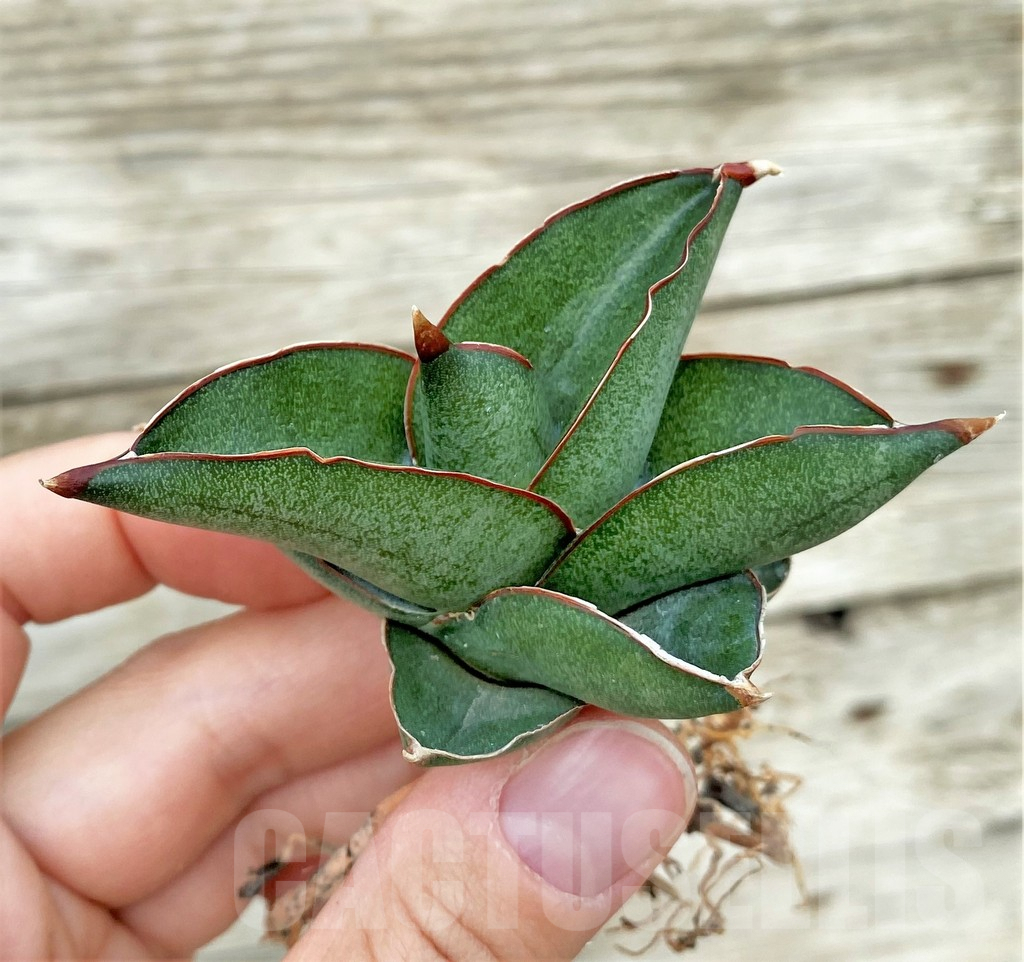 SHPR32756 Sansevieria ‘Konishiwa’
