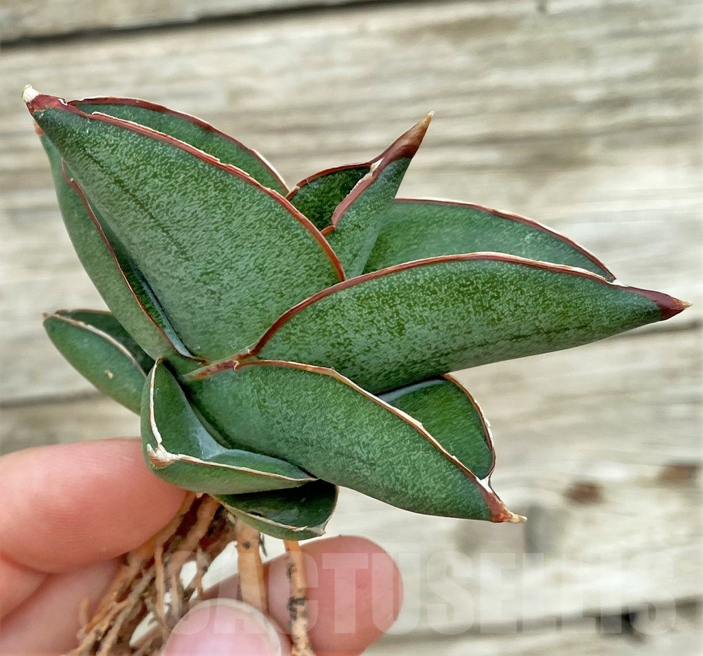 SHPR32756 Sansevieria ‘Konishiwa’ - Image 3