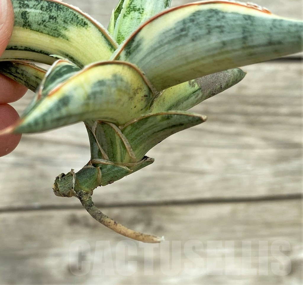 SHPR32757 Sansevieria Lav 1970 white - Image 4