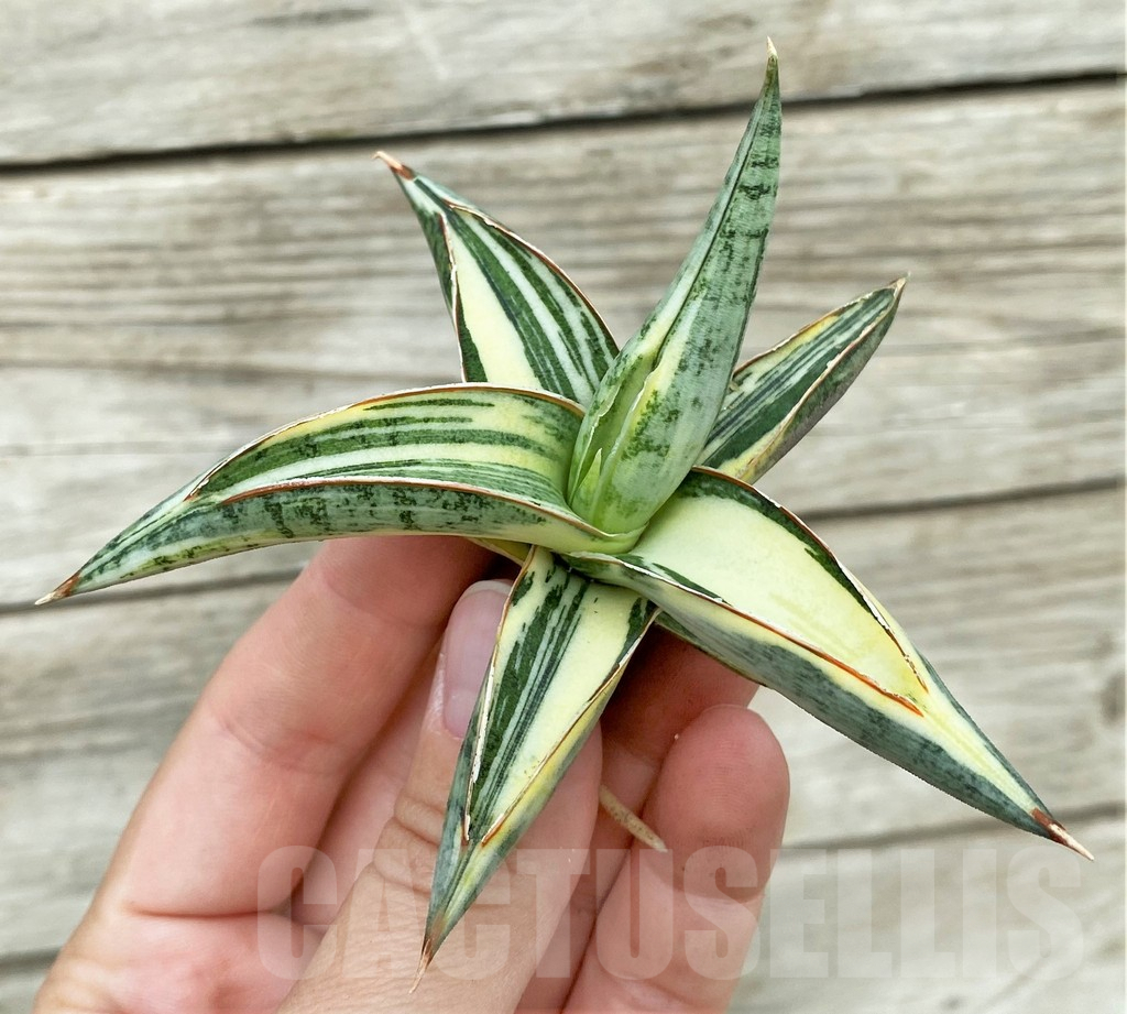 SHPR32757 Sansevieria Lav 1970 white