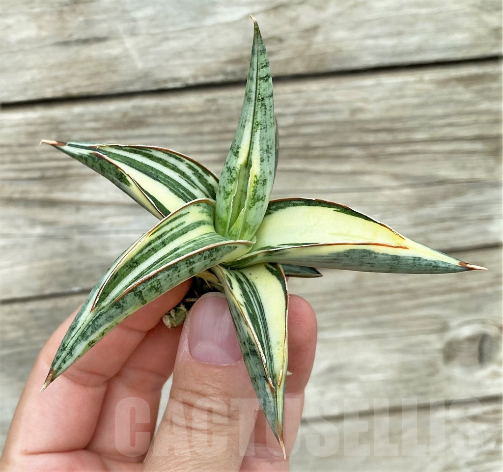 SHPR32757 Sansevieria Lav 1970 white - Image 2