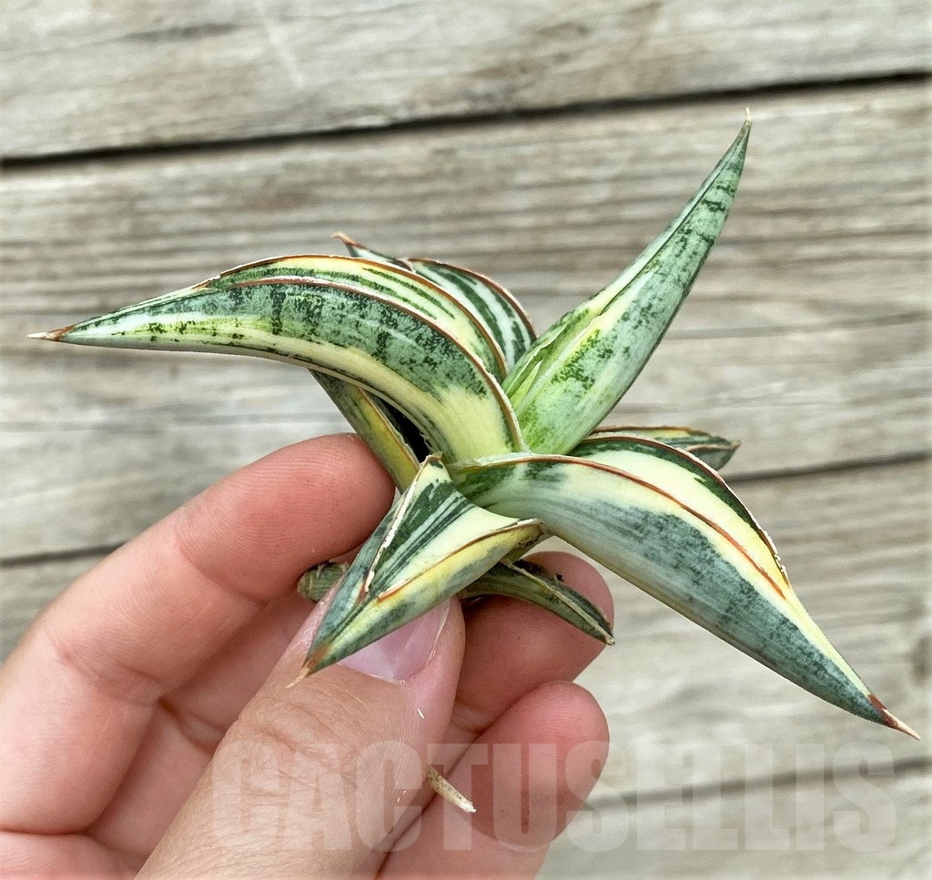 SHPR32757 Sansevieria Lav 1970 white - Image 3