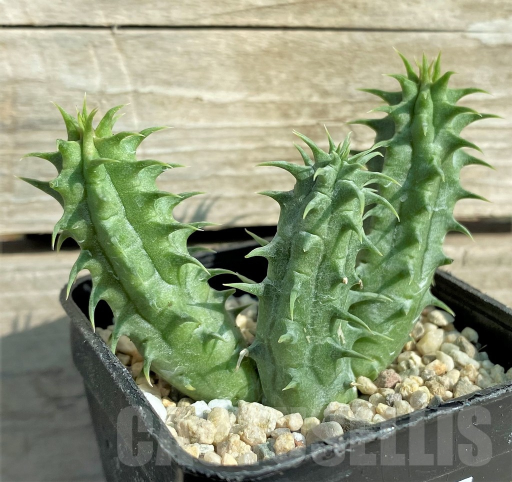 SHPR32860 Huernia WN hybrid GARB5 - Image 2