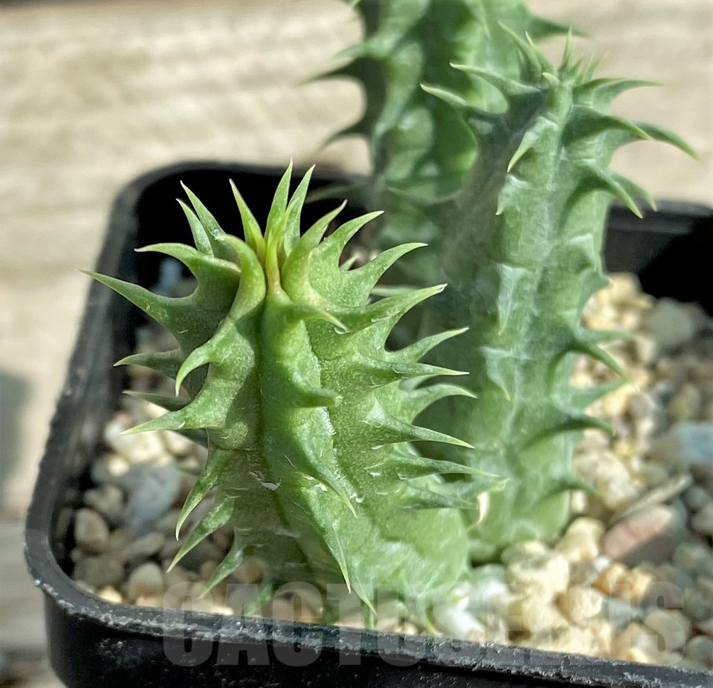 SHPR32860 Huernia WN hybrid GARB5 - Image 3