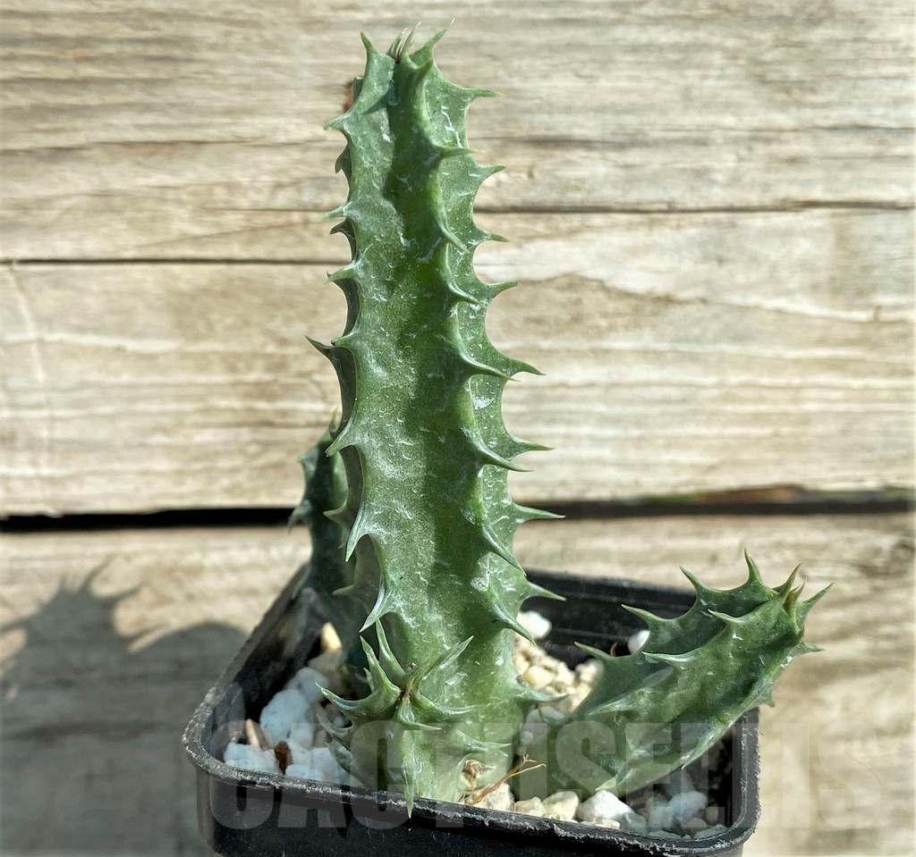 SHPR32861 Huernia 'Eyeball' - Image 2
