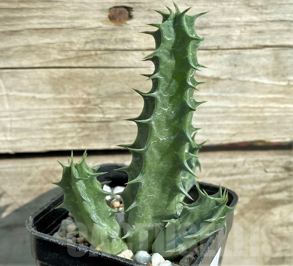 SHPR32861 Huernia 'Eyeball' - Image 3