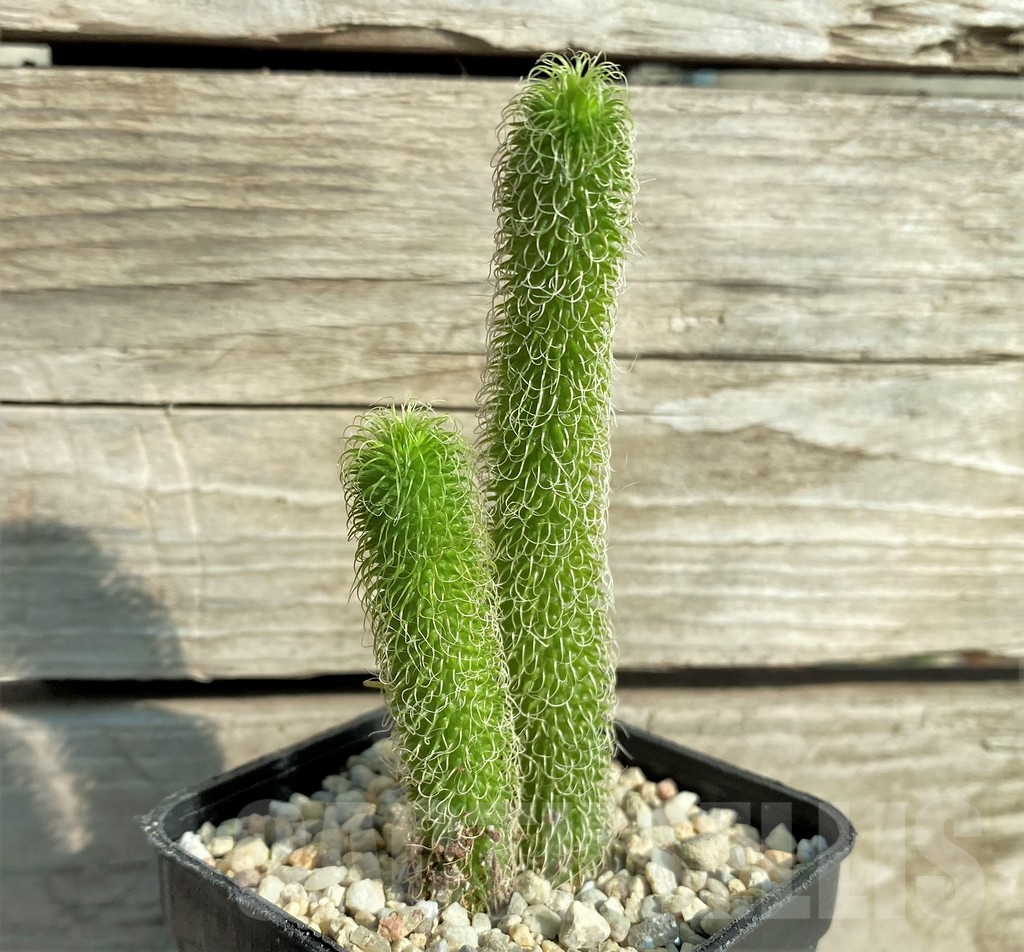 SHPR32862 Stapelianthus pilosus