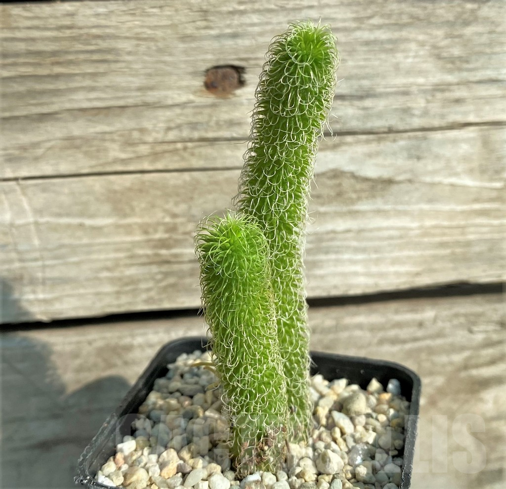 SHPR32862 Stapelianthus pilosus - Image 2