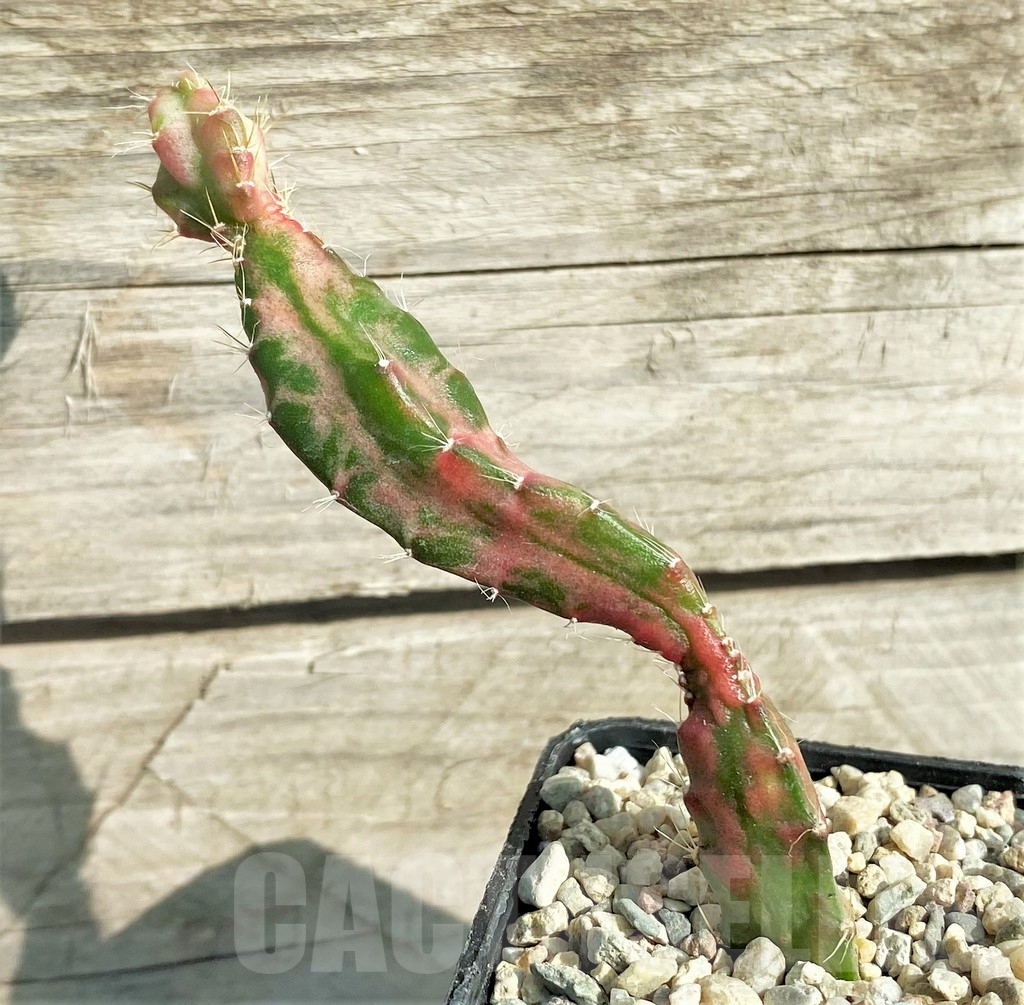 SHPR32863 Hylocalycium 'Chimera variegata'