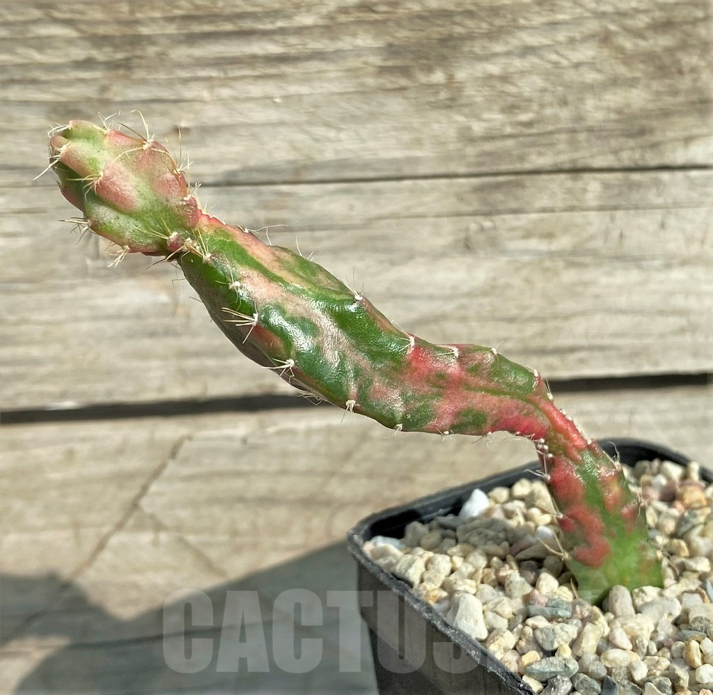 SHPR32863 Hylocalycium 'Chimera variegata' - Image 2